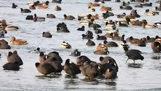 Tausende Wasserv&ouml;gel bev&ouml;lkern zurzeit den Werbellinsee