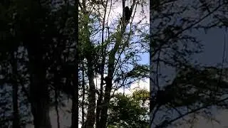 Gorilla Playtime: Baby Gorilla Ada and Sister Grace Climbing a Tree at Disney&rsquo;s Animal Kingdom