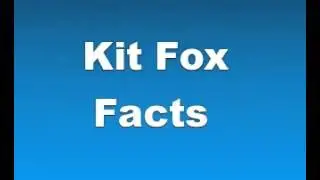 Kit Fox Facts - Facts About Kit Foxes