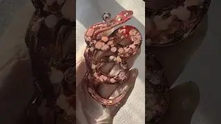 Resin and alcohol ink art its 2025 year symbol Snake