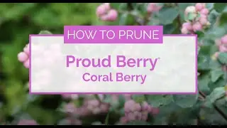 How to Prune Proud Berry&reg; Coral Berry