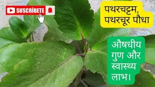 Patharchattam, Patharchur Plant Medicinal properties and health benefits.