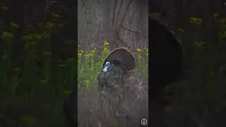 MISSISSIPPI RIVER GOBBLER | NEW EPISODES 1.29.2026 | Pinhoti Project Spring 2025