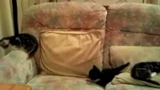 Kitten Invasion :-)