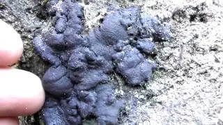 Kretzschmaria deusta, commonly known as brittle cinder, is a fungus and plant pathogen