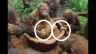 Feel My Chopped Sounds (Jungle Edition)