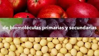 Quikon, el bioestimulante que desata el poder de tus cultivos