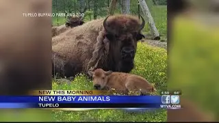 VIDEO: Tupelo Buffalo Park and Zoo welcomes new babies