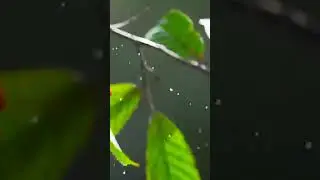 Fish Eating Habits | Nature
