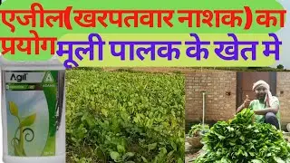 एजील का प्रयोग मूली और पालक में।। agil ka prayog muli me।। agil ka pryog palak me।#agriculture#ajil