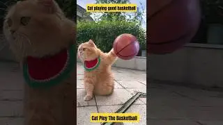 Cat Playing Good Basketball || #cat #basketball #shorts