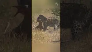 Leopard&rsquo;s Deadly Ambush on Impala!