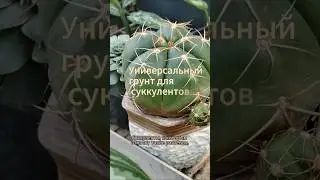 Универсальный грунт для суккулентов и кактусов #кактус #суккуленты