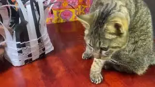 【PPカゴ】4個目横張り