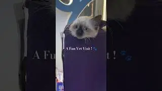 Kitty in a Box! 🐾A Fun Vet Visit #cat #vet #catvideos #cute #funnycats #shorts #viralcat kucing lucu
