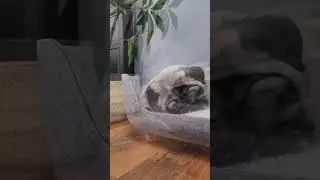 Daisy the Pug Sleeps Like a Dream in Her Pup & Kit Petnest Bed! 💤🐾 | Dogs Dogs Dogs
