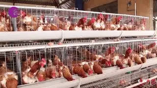 Feed Price Surge Forces Closure of Nigerian Poultry Farms