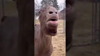 funny goats  #funny fainting goats