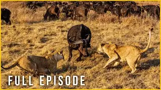 LION KING | Rise of the Ultimate Predator | Nature Animal Documentary