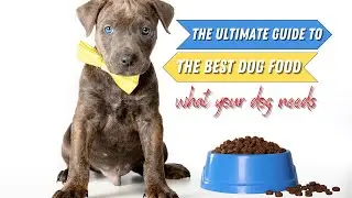The Ultimate Guide to the Best Dog Food: What Your Dog Needs to Stay Healthy
