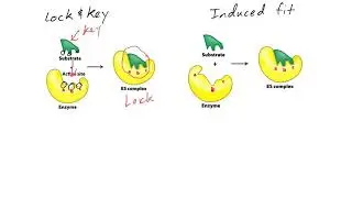 Substrate Binding