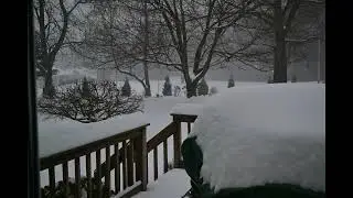 SnowStorm Fern on Deck