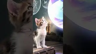✨ 