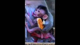 Just Newborn Baby Monkey Hug Mom Getting Milk