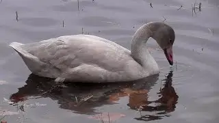 Тундровый малый лебедь. Bewick's swan.