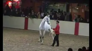 ♂ Nathan de la Tour- jumping stallion  (AA) by Fusain du Defey