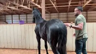 Our Friesian Colt foot Handling