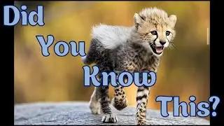Amazing Cheetah Facts  Fastest Animal on Earth #CheetahFacts #WildCats #AnimalFacts