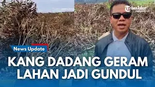 MURKA !!! KANG DADANG Melihat Perkebunan Teh 150 Hektar Milik PTPN Malabar Gundul