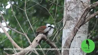 White crested Laughingthrush (Garrulax leucolophus)