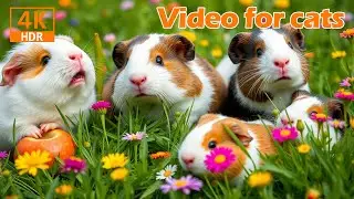 🐱 Gentle Guinea Pigs Munching & Exploring &ndash; The Perfect Cat TV Experience 🐹🍃