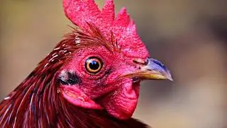 The Rooster Rag