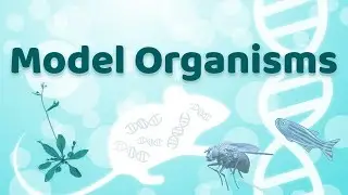 Model Organisms | Non-Human species that have been widely studied to understand Biological phenomena
