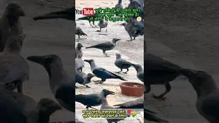 Crow Sounds 🐦&zwj;⬛🌳| Hungry Crow Sounds For Food 🐦&zwj;⬛🥪| Crow Feeding 🐦&zwj;⬛🥪| Feeding Crow 🐦&zwj;⬛🥯|
