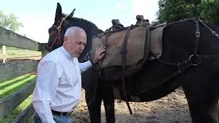 Draft Mule Training for Colorado