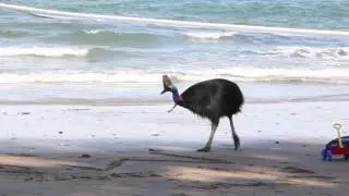 Female Southern cassowary (Casuarius casuarius) on a beach, with tourists, Australia