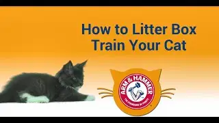 How to Litter Train Your Kitten