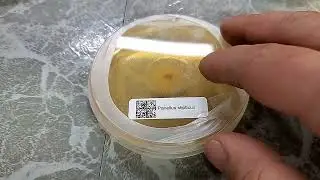 I Should Have Done This a Long Time Ago (QR codes for my Petri dishes)