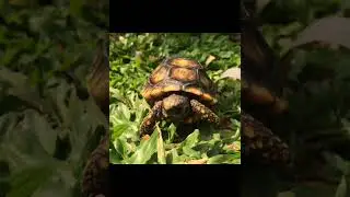 South American Yellow Foot Tortoise Hatchling