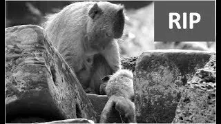 Rip | poor baby Jayden died very fast cos of Bad mom Jade torture & less care