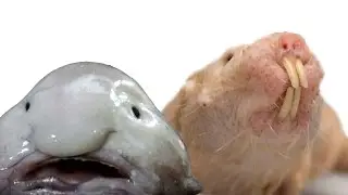 Top 5 Ugliest Animals In The World