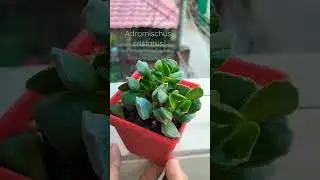 Adromischus cristatus