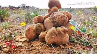 Ahwach iril ntiza ibrkak 3bdlkbir chouhad lahssan ajma3 احواش اغيل ابركام عبد الكبير شوهاد
