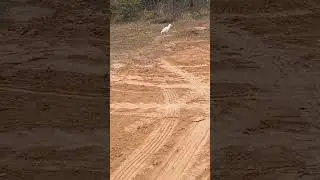 #birds #nature #funny