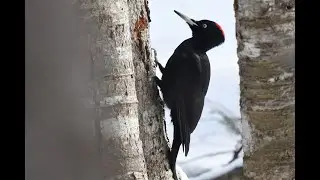 クマゲラ　2026.1.7　Black Woodpecker