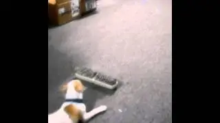 Funny, dog barking  at a broom brush